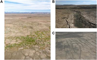 The Importance of Incorporating Landscape Change for Predictions of Climate-Induced Plant Phenological Shifts